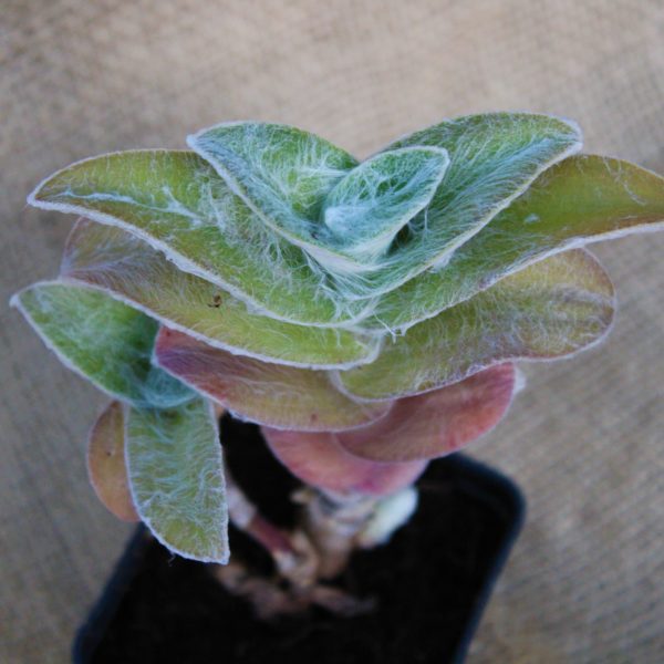 Tradescantia sillamontana