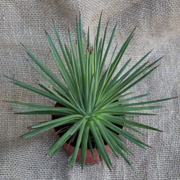Agave stricta 'nana' - immagine 2