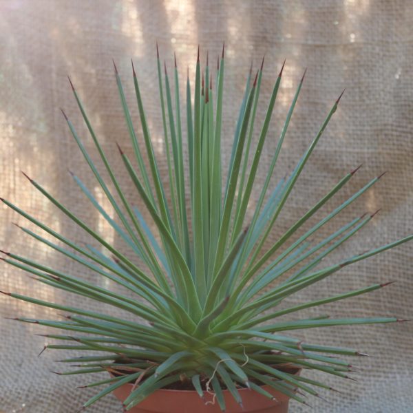 Agave stricta 'nana'