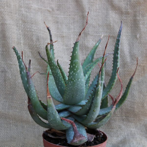 Aloe microstigma - immagine 2