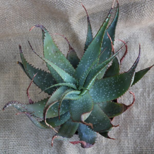 Aloe microstigma