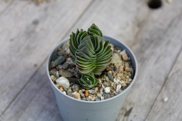 Crassula Buddha’s temple