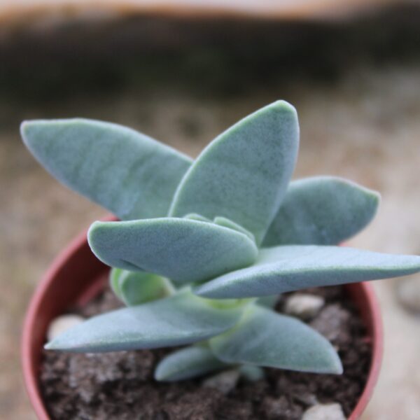 Crassula falcata