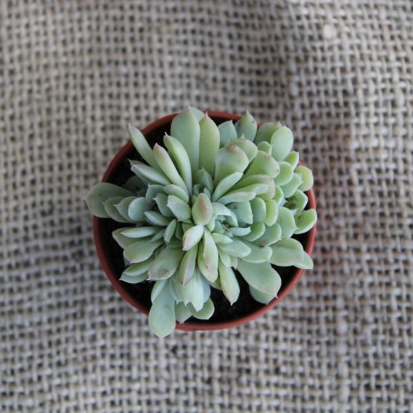 Echeveria 'Iria’ crestata
