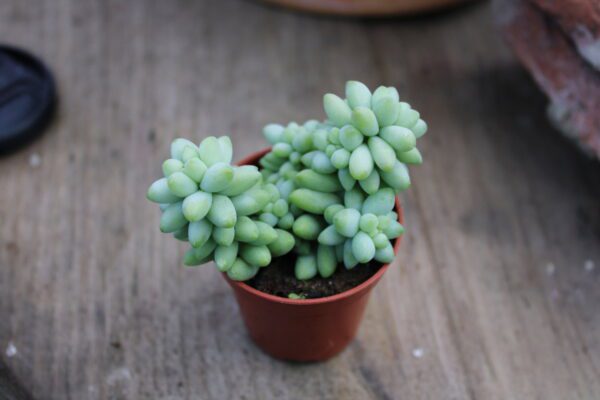 Sedum burrito