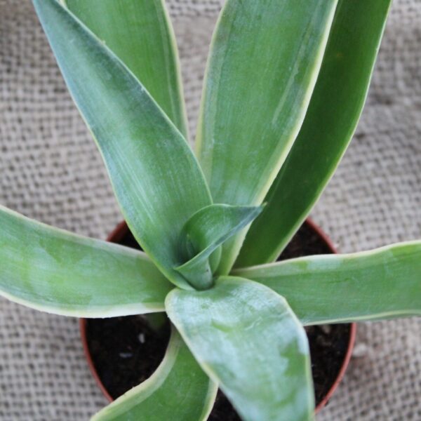 Agave desmettiana variegata - immagine 2