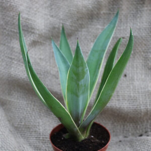 Agave desmettiana variegata