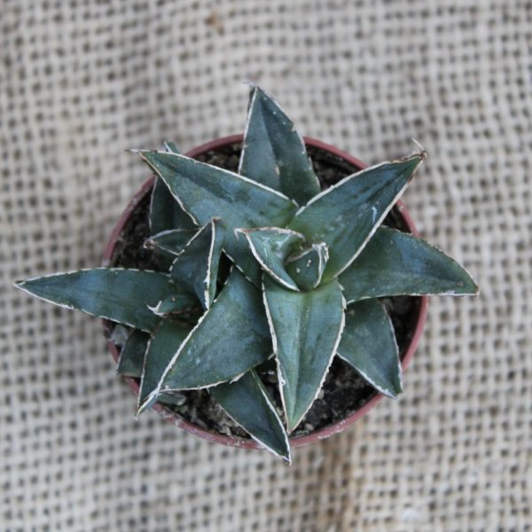 Agave victoriae-reginae - immagine 3