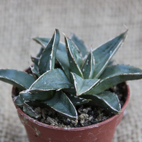Agave victoriae-reginae - immagine 2