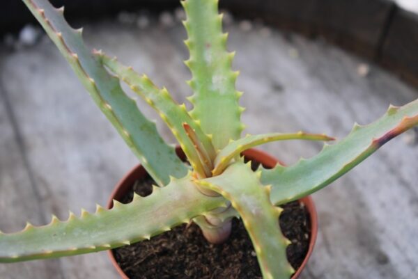 Aloe arborescens
