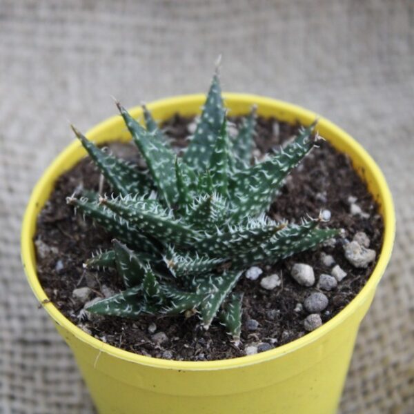 Aloe 'Pepe'