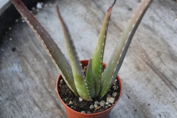 Aloe Vera