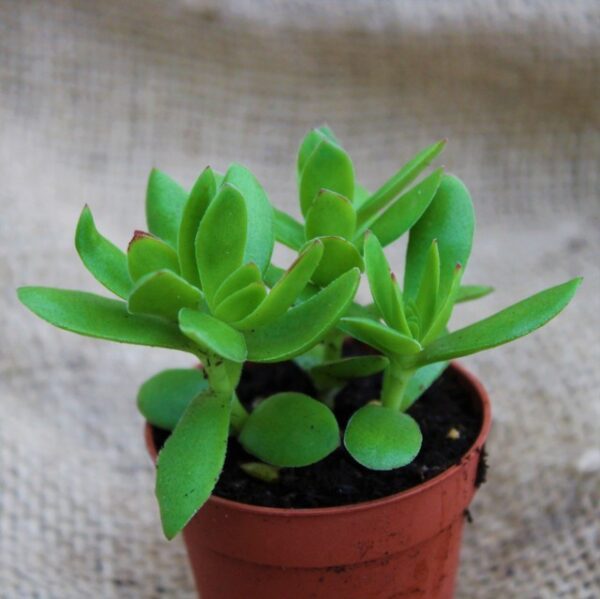 Crassula 'Burgundy'