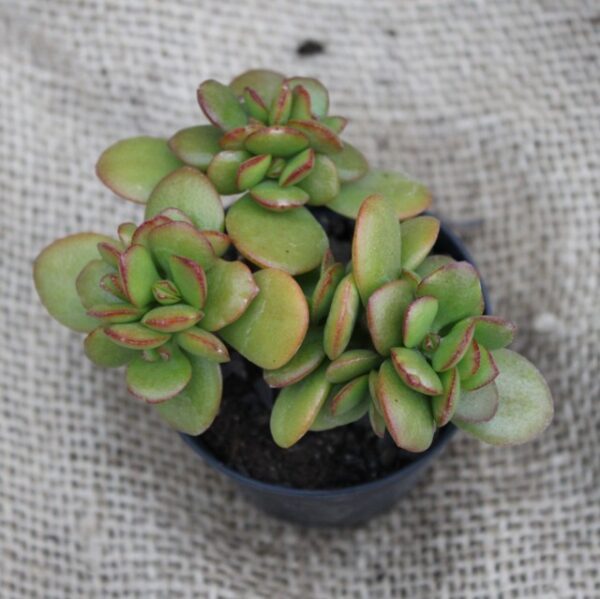 Crassula ovata 'Minor'
