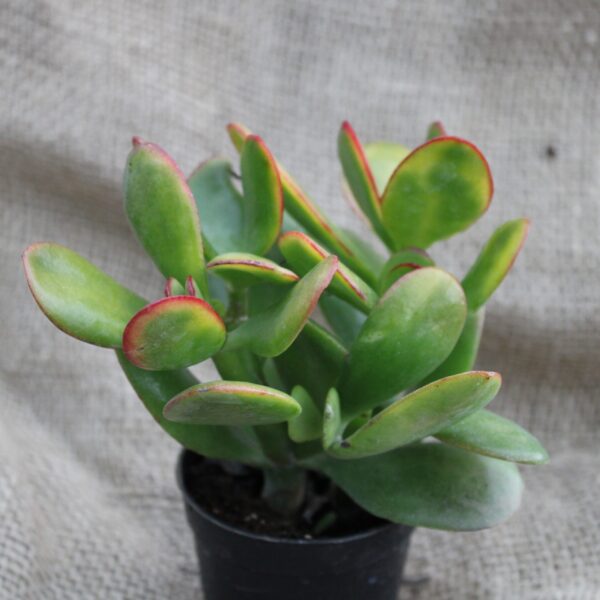 Crassula ovata