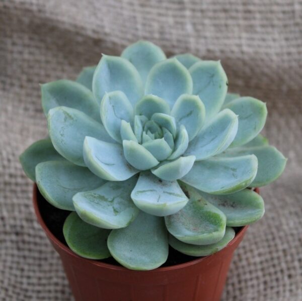 Echeveria elegans