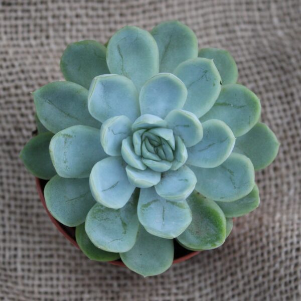 Echeveria elegans - immagine 2