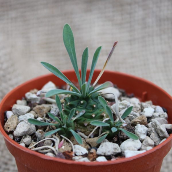 Euphorbia Japonica - immagine 2