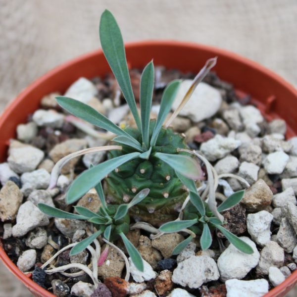 Euphorbia Japonica