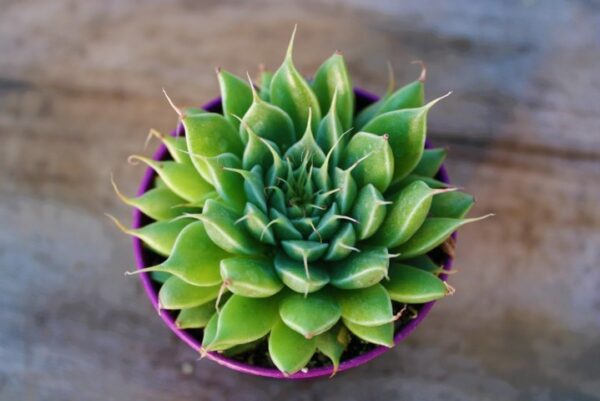 Graptopetalum filiferum