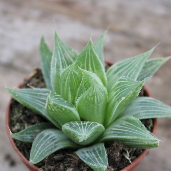 Haworthia 'Grey Ghost'