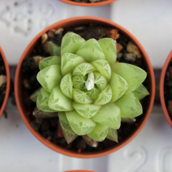 Haworthia cymbiformis var. translucens