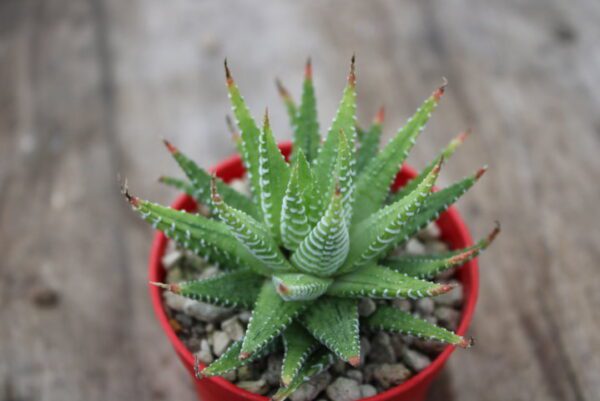 Haworthia fasciata variegata - immagine 2