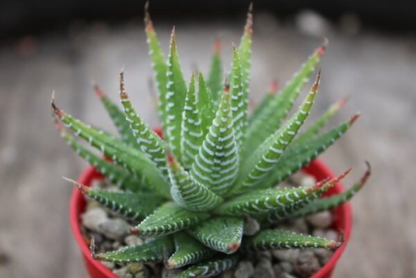 Haworthia fasciata variegata