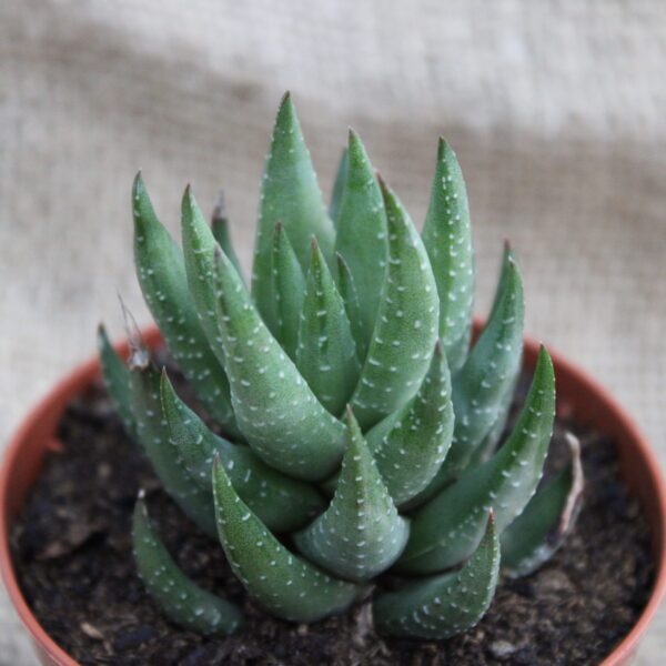 Haworthiopsis coarctata
