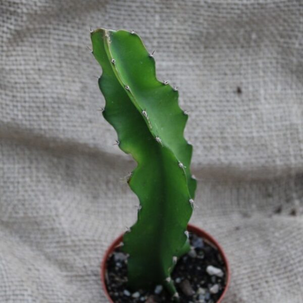 Hylocereus undatus
