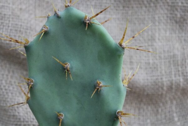 Opuntia dillenii - immagine 2