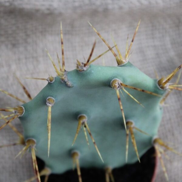 Opuntia dillenii