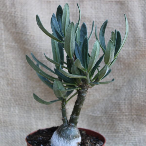 Pachypodium succulentum