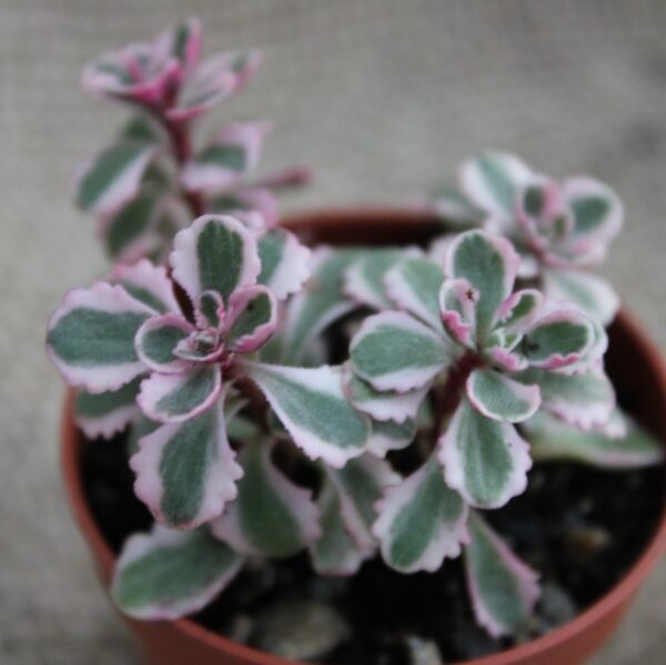 Sedum spurium 'Variegato' - immagine 2