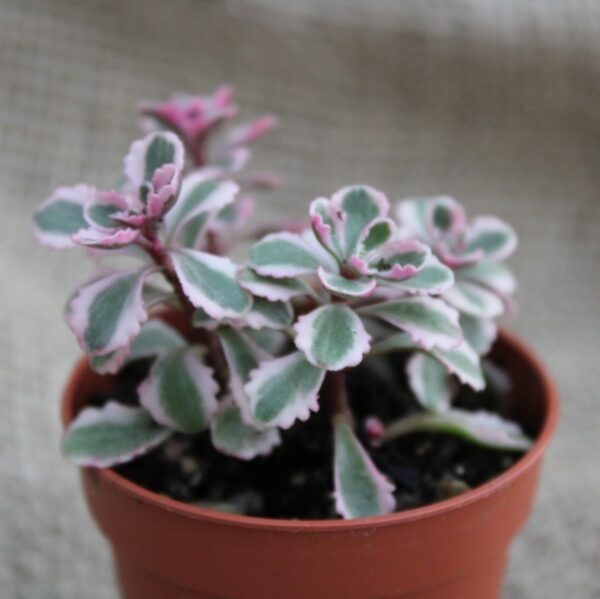 Sedum spurium 'Variegato'