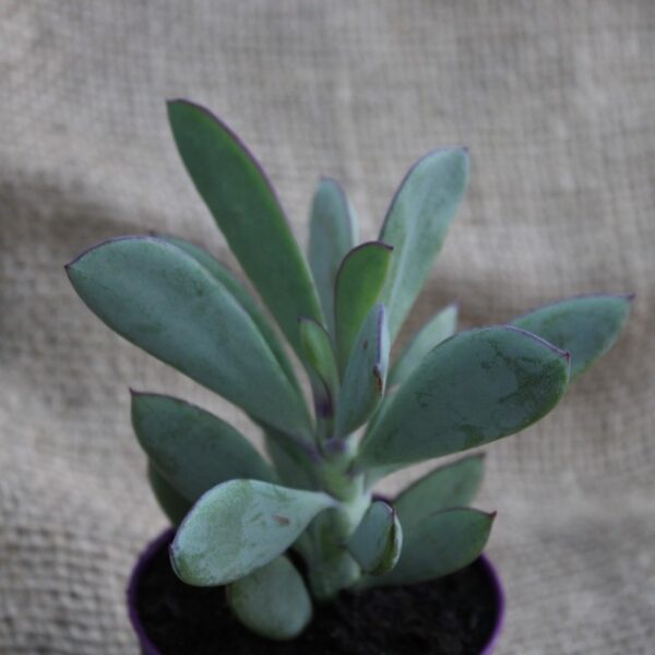 Senecio crassissimus