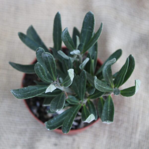 Pachypodium succulentum - immagine 2