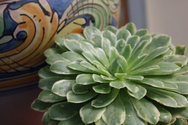 Aeonium 'Emerald Ice' - immagine 2