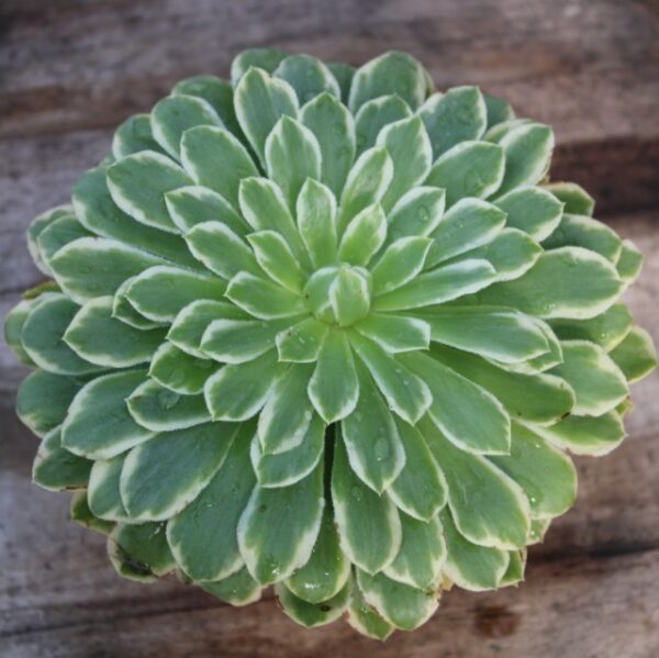 Aeonium 'Emerald Ice'