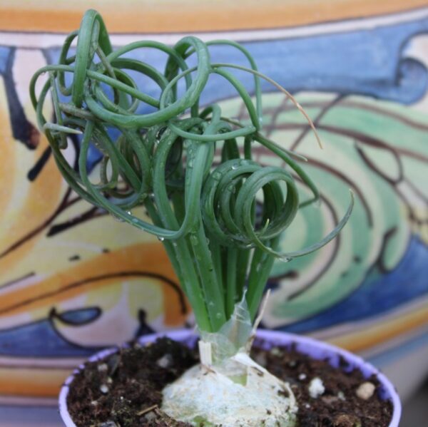 Albuca spiralis