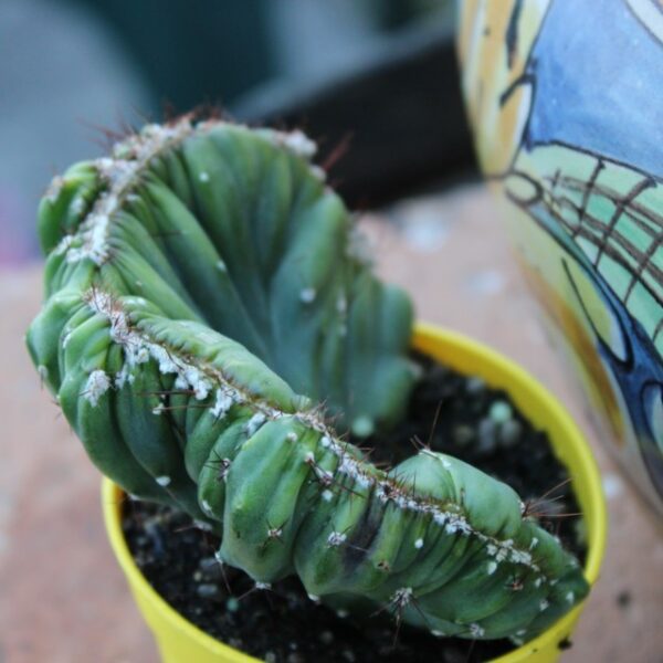 Cereus peruvianus 'Crestato'