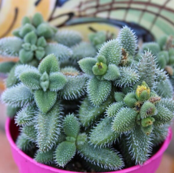 Delosperma echinatum