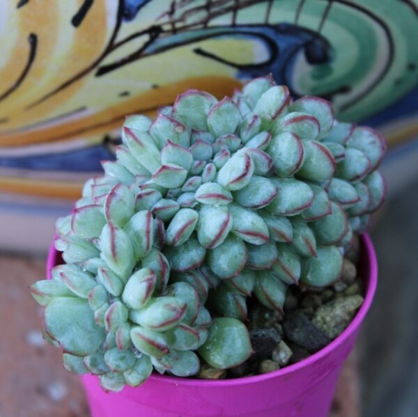 Echeveria Apus 'Crestata'