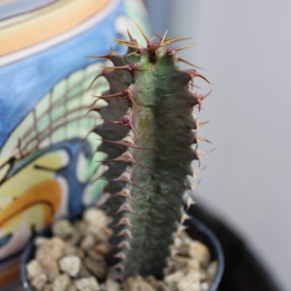 Euphorbia canariensis