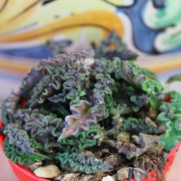 Euphorbia decaryi