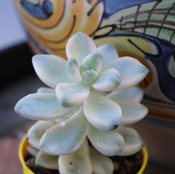 Graptoveria titubans 'Variegata'