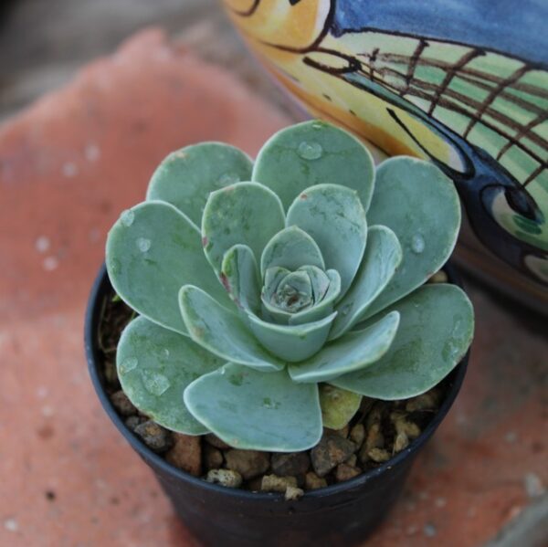 Greenovia aurea