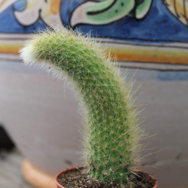 Hildewintera colademononis 'Coda di scimmia'