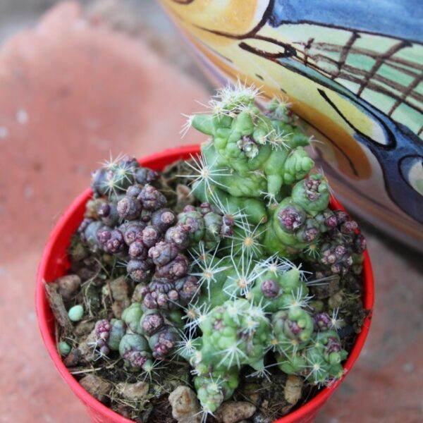 Mammillaria bocasana 'Monstruosa'