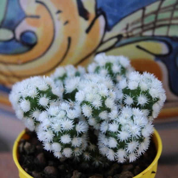 Mammillaria gracilis 'Arizona snowcap'